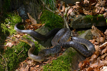 Aesculapian snake / Äskulapnatter (Zamenis longissimus), Germany / Deutschland