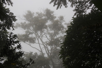 bosque tailandés  con niebla