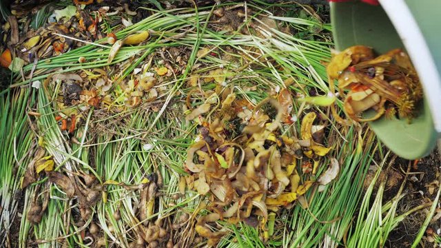 Farmer dumps waste in a compost heap. Close up. The concept of organic farming and ecological vegetable growing