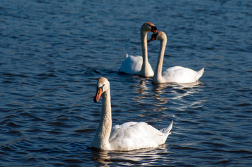 white swans group on the lake swim well under the bright sun