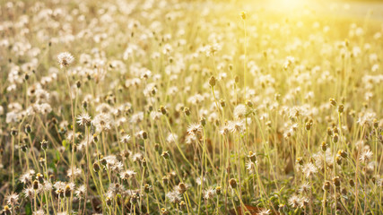 Beautiful meadows and evening sun