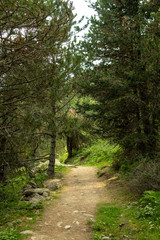Fototapeta na wymiar mountain trail in green landscape
