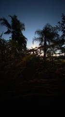 Fototapeta premium palms at the sunset