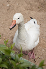 White duck close-up on a blurred background