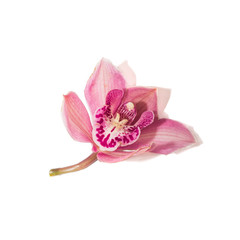 Fototapeta na wymiar Pink royal cymbidium orchid flower