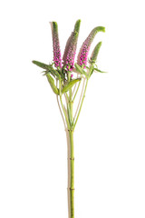 long leaf Veronica pink flowers twig