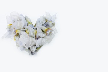 Heart made of white fresh flowers isolated. Heart symbol made of 
iris flowers isolated on white background. Love concept for Valentine's and Mother's Day.  Floral Heart Shape. 