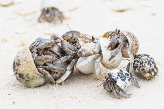 Hermit crab congregation on the beach at low tide