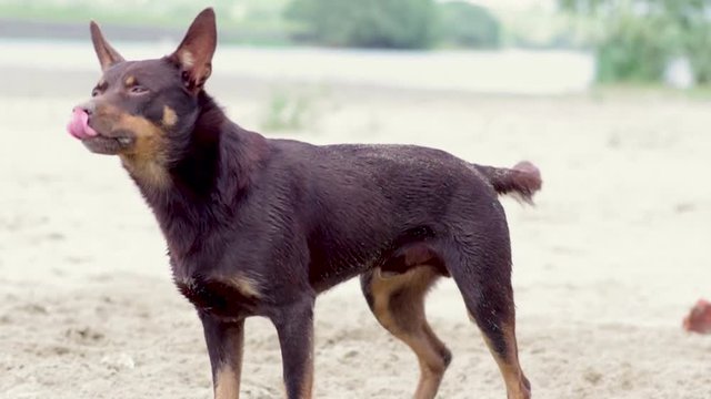Autralian kelpie dog on the sand plays and digs