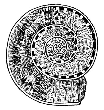black and white ammonite fossil detail clip art preview