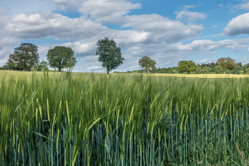 Baumgrundstück mit Obstbäumen im Frühjahr