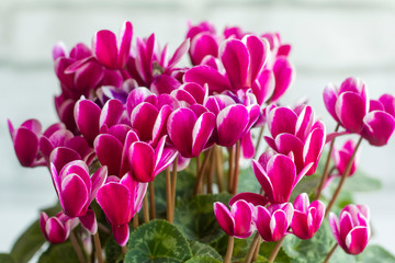 Very beautiful bright pink densely blooming cyclamen.