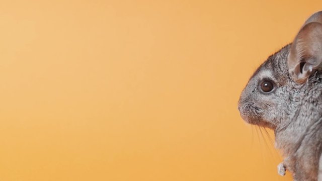 cute gray chinchilla walking on orange background, lovely pets concept, fluffy rodent washing nose with his paw, animal behavior