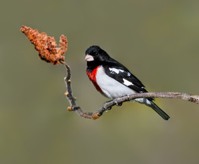 Male Rose-breasted Grosbeak on Sumac, Closeup Portrait in Spring