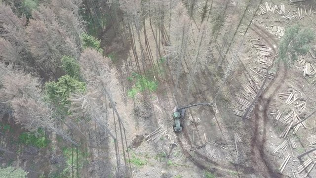 Baumf&auml;llung im Fichtenwald wegen Borkenk&auml;fer
