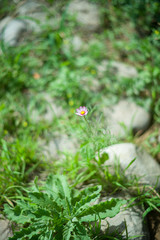 park flower wood tree