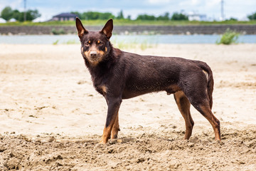 Autralian kelpie dog breed in the sand on the background of the river and greenery