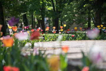 colorful tulips flowers isolated in garden.
