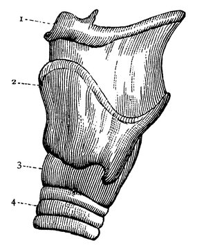 recommend clip art: Larynx, vintage illustration.