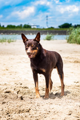 Autralian kelpie dog breed in the sand on the background of the river and greenery