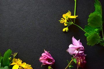 Aquilegia and yellow Celandine flowers on a dark paper background