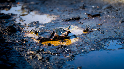 Closeup photo of toxic wastes, oil and plastic polluting ground. Concept of harm to environment and...