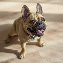 French bulldog sitting and panting on the floor. hard shadows