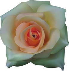 white rose on a white background in vector graphics
