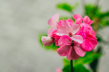 pink flowers in Egypt hotel