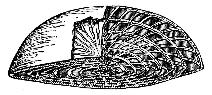 Shell Of Nummulite, vintage illustration.