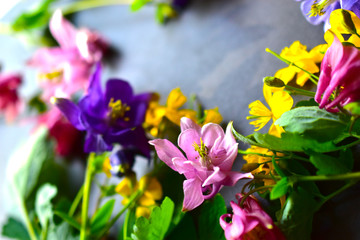 Aquilegia and yellow Celandine flowers on a dark paper background