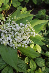 
flowers lilies of the valley spring