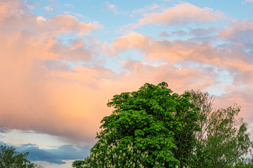 green tree, sunset and beautiful sky with clouds
