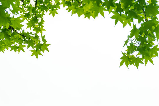 Fresh green leaves. Acer matsumurae, It is called &ldquo;Kaede&rdquo; in Japan.
