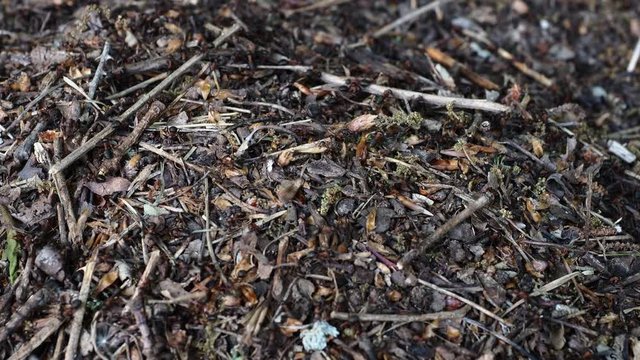 Viele umhereilende rote Waldameisen sind mit der Nahrungssuche und dem Bau und Erhalt des Ameisenh&uuml;gels besch&auml;ftigt.
