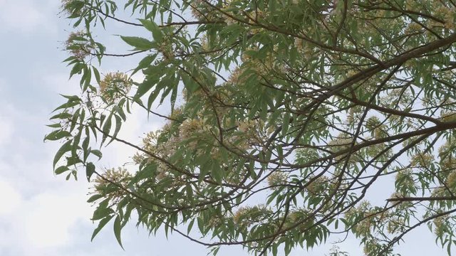 4K Crateva adansonii tree or temple plant branch with flowers and leaves swaying by wind against blue sky white clouds.