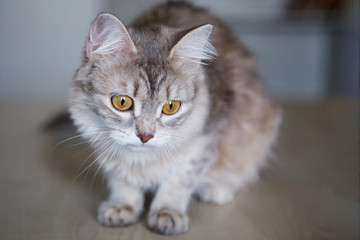 Gray fluffy cat sits on the floor.