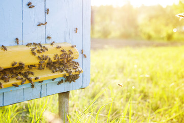 Bees near the hive. Beekeeping	