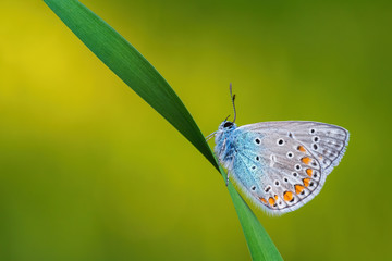 Common Blue butterfly - Polyommatus icarus, beautiful colored buttefly from European meadows and grasslands, Zlin, Czech Republic.