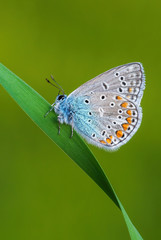 Common Blue butterfly - Polyommatus icarus, beautiful colored buttefly from European meadows and grasslands, Zlin, Czech Republic.