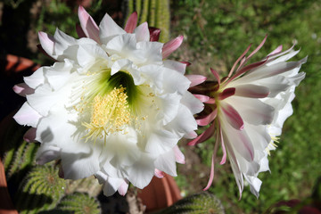 Echinopsis plant cactus beautiful flower #4 - 352901277