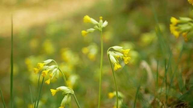 Wild cowslip, common cowslip or primrose Primula veris canescens blossom bloom inflorescence yellow endangered flower plant. Legally protected, herbaceous herba, flowering reserve steppe