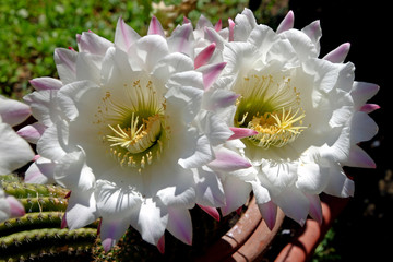 Echinopsis plant cactus beautiful flower #3 - 352901816