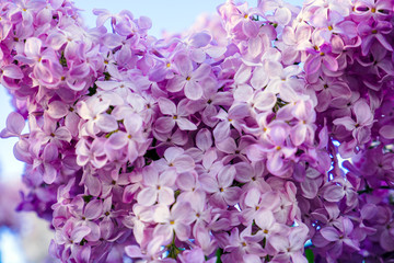 close up selective focus lilac flowers natural background