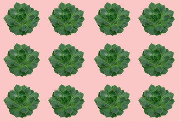 trendy green succulents pattern on a pastel pink background
