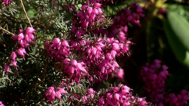 Bienen krabbeln auf den pinken Erikabl&uuml;ten