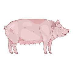 Vector Cartoon Pig Illustration