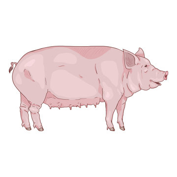 Vector Cartoon Pig Illustration