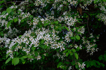 Naklejka premium white flowers on garden tree
