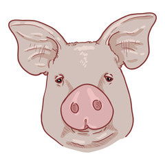 Vector Cartoon Pig Face